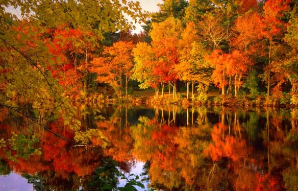 fall-foliage-97773-high-quality-and